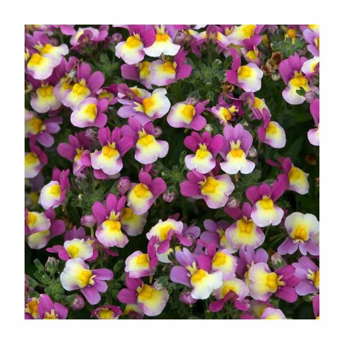 Nemesia Sundae 'Forest Fruits' | Bedding | 5 x Large Plugs 1 Nemesia Sundae 'Forest Fruits' | Bedding | 5 x Large Plugs