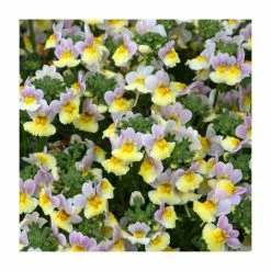 Nemesia Sundae 'Lavender Sherbert' | Bedding | 5 x Large Plugs