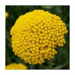 Achillea filipendulina 'Cloth of Gold' | 10.5cm Pot