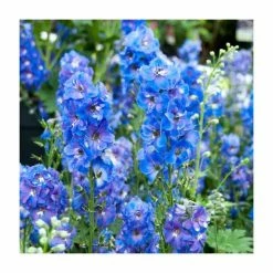 Delphinium 'Magic Fountain Sky Blue' | Larkspur