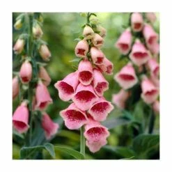 Digitalis mertonensis 'Summer King' | 10.5cm Pot -August Plants Shop PL00090 rollover image 688d