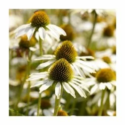 Echinacea purpurea 'White Swan' | 10.5m Pot