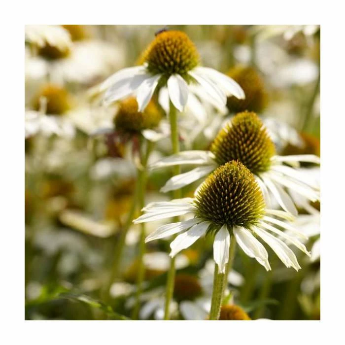 Echinacea purpurea 'White Swan' | 10.5m Pot 2 Echinacea purpurea 'White Swan' | 10.5m Pot - Image 2