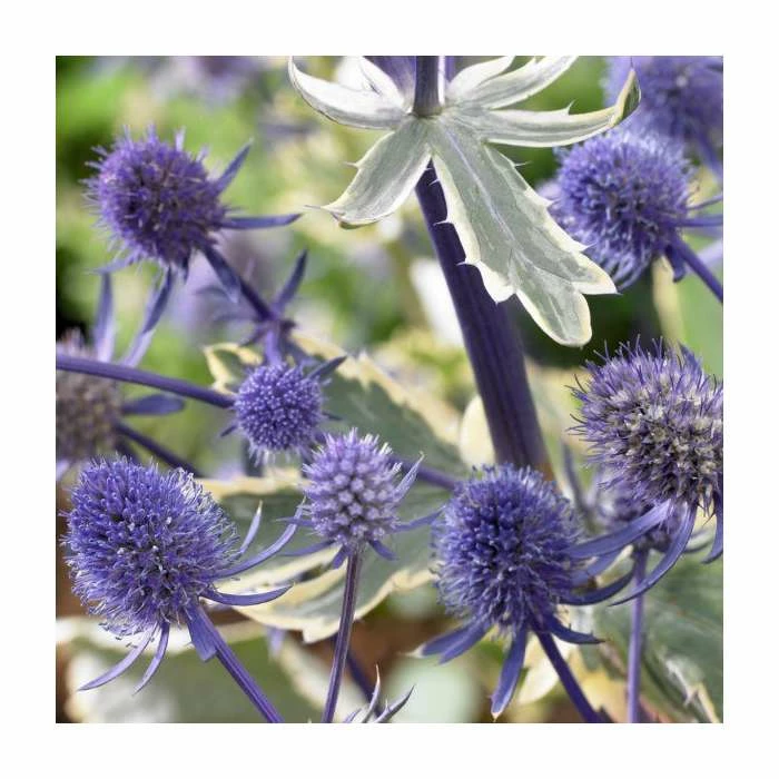 Eryngium 'Planum' | 10.5cm Pot 1 Eryngium 'Planum' | 10.5cm Pot