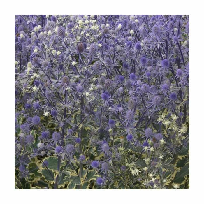 Eryngium 'Planum' | 10.5cm Pot 2 Eryngium 'Planum' | 10.5cm Pot - Image 2