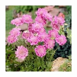 Scabiosa columbaria 'Pink Mist' | 10.5cm Pot