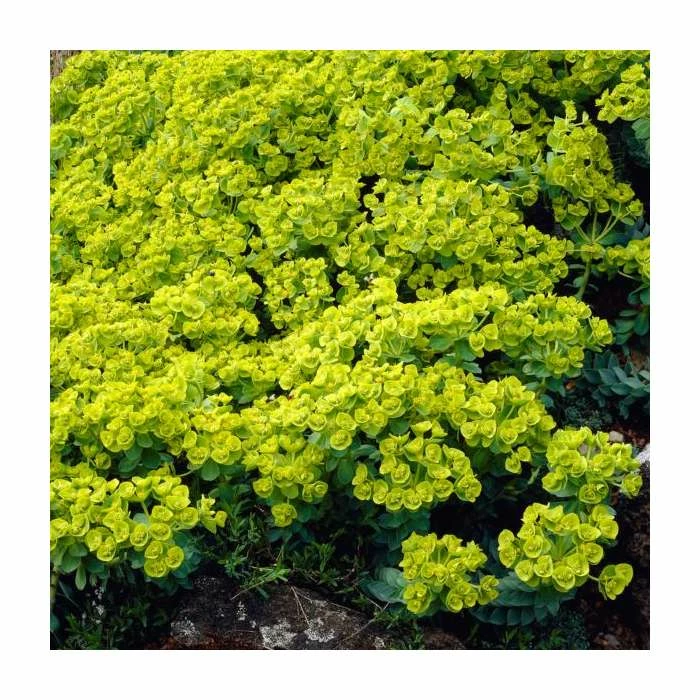 Euphorbia Myrsinites | 9cm Pot 1 Euphorbia Myrsinites | 9cm Pot