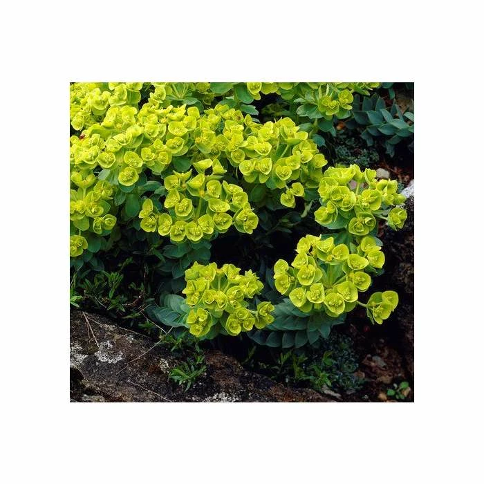 Euphorbia Myrsinites | 9cm Pot 2 Euphorbia Myrsinites | 9cm Pot - Image 2