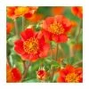 Geum coccineum 'Queen of Orange' | 9cm Pot