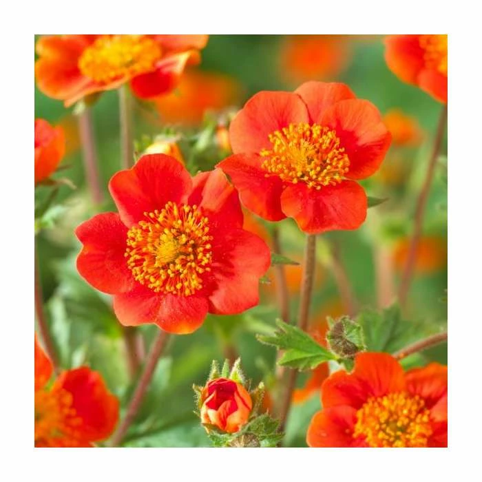 Geum coccineum 'Queen of Orange' | 9cm Pot 1 Geum coccineum 'Queen of Orange' | 9cm Pot