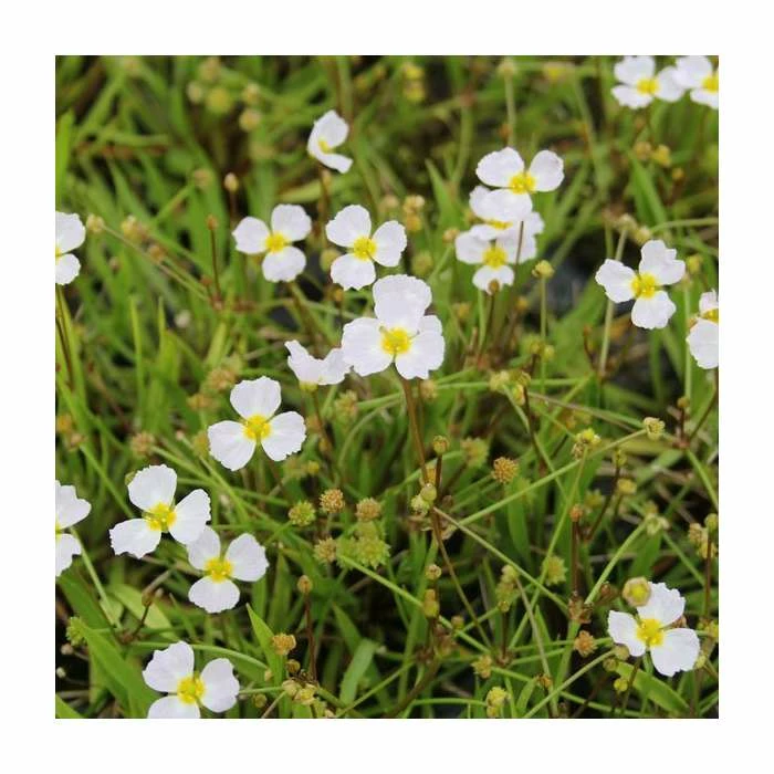 Miniature Plantain | Baldelia ranunculoides 2 Miniature Plantain | Baldelia ranunculoides - Image 2