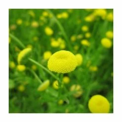 Golden Buttons | Cotula coronopifolia