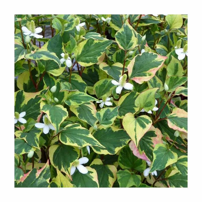 Orange Peel Plant | Houttuynia cordata 2 Orange Peel Plant | Houttuynia cordata - Image 2