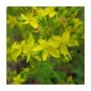 Square Stemmed St John's Wort | Hypericum tetrapterum