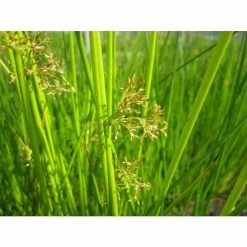 Common Rush | Juncus effusus -August Plants Shop PL0598 add image 1 97c5