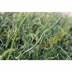 Corkscrew | Juncus effusus 'Spiralis' 7 Corkscrew | Juncus effusus 'Spiralis' -August Plants Shop PL0599 add image 1 c73e