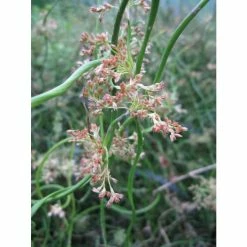 Corkscrew | Juncus effusus 'Spiralis' 8 Corkscrew | Juncus effusus 'Spiralis' -August Plants Shop PL0599 add image 2 6886