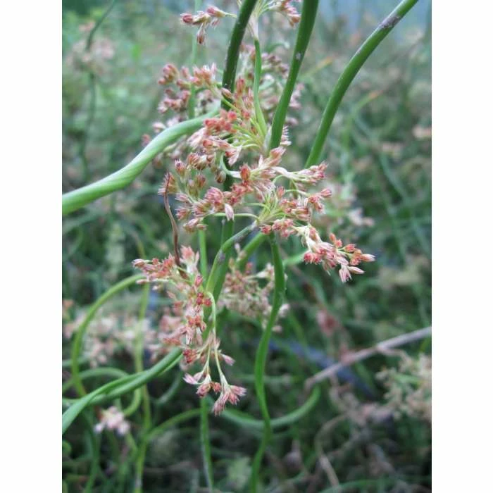 Corkscrew | Juncus effusus 'Spiralis' 4 Corkscrew | Juncus effusus 'Spiralis' - Image 4