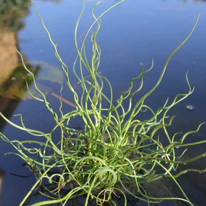 Corkscrew | Juncus effusus 'Spiralis' 1 Corkscrew | Juncus effusus 'Spiralis'