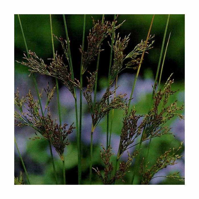 Hard Rush | Juncus inflexus 1 Hard Rush | Juncus inflexus