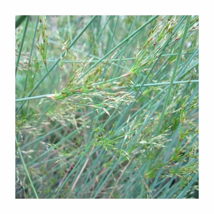 Hard Rush | Juncus inflexus 2 Hard Rush | Juncus inflexus - Image 2