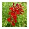 3x Cardinal Flower - Lobelia cardinalis - 9cm Pots