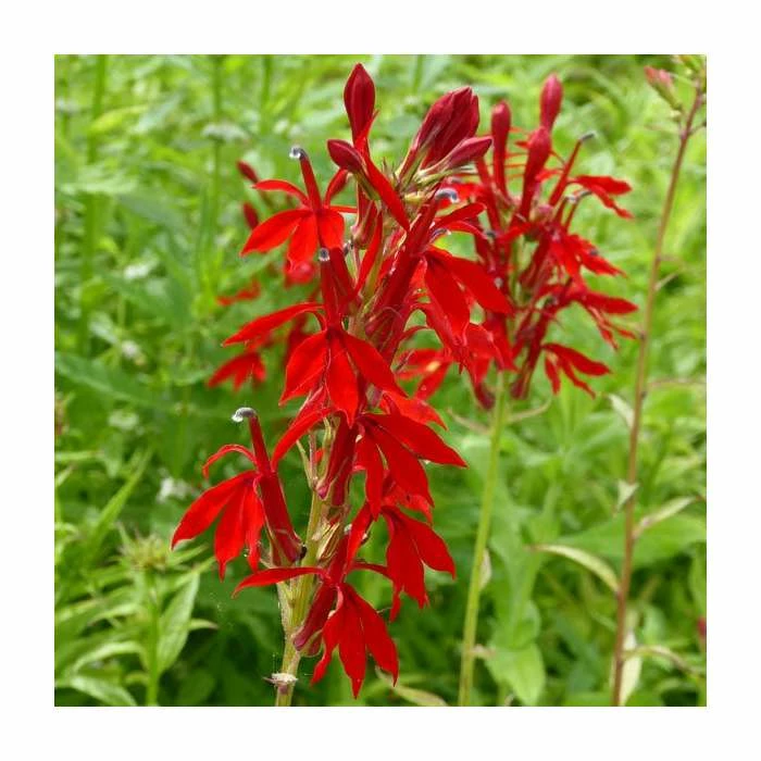 3x Cardinal Flower - Lobelia cardinalis - 9cm Pots 1 3x Cardinal Flower - Lobelia cardinalis - 9cm Pots