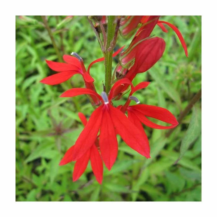 3x Cardinal Flower - Lobelia cardinalis - 9cm Pots 2 3x Cardinal Flower - Lobelia cardinalis - 9cm Pots - Image 2