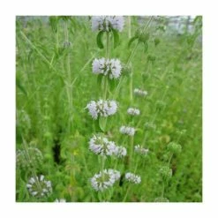 August Plants Shop -August Plants Shop PL0609 rollover image 3a35