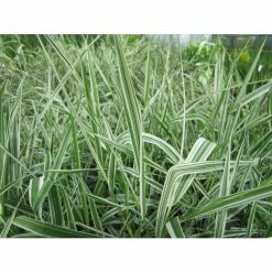 Gardener's Garters | Phalaris arundinacea 'Picta' -August Plants Shop PL0616 add image 1 2142
