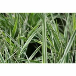 Gardener's Garters | Phalaris arundinacea 'Picta' -August Plants Shop PL0616 add image 2 5cca
