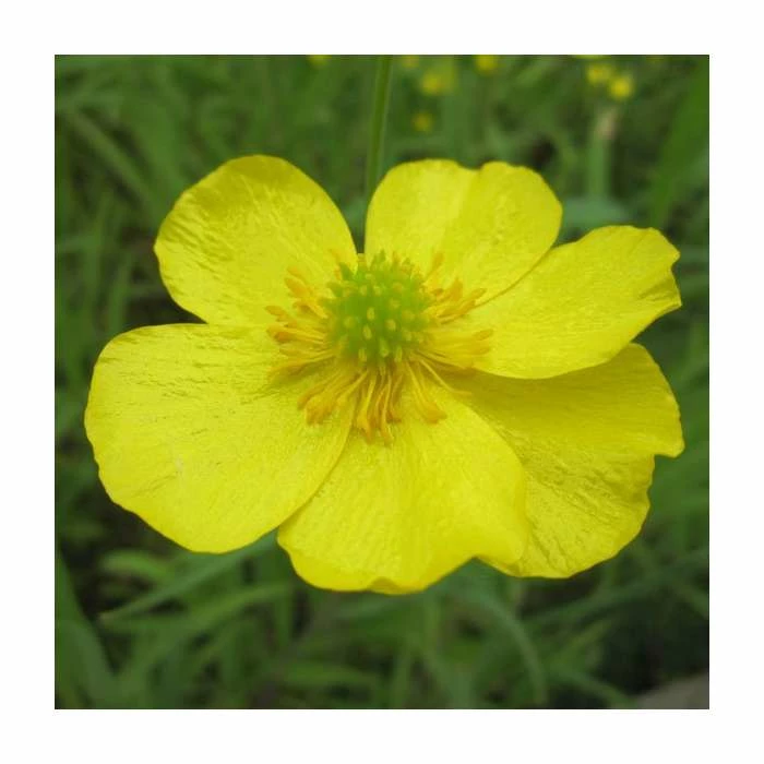 Lesser Spearwort | Ranunculus flammula 1 Lesser Spearwort | Ranunculus flammula