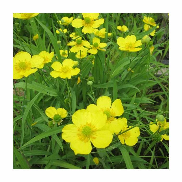 Lesser Spearwort | Ranunculus flammula 2 Lesser Spearwort | Ranunculus flammula - Image 2