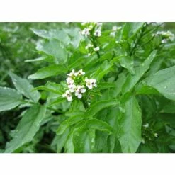 Watercress | Nasturtium aquaticum -August Plants Shop PL0620 add image 1 b0a2