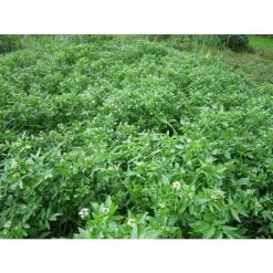 Watercress | Nasturtium aquaticum -August Plants Shop PL0620 add image 2 c6c2