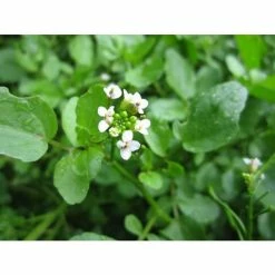 Watercress | Nasturtium aquaticum -August Plants Shop PL0620 add image 3 0a65