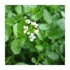 Watercress | Nasturtium aquaticum