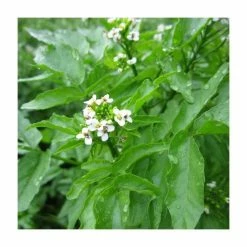 August Plants Shop -August Plants Shop PL0620 rollover image 3717