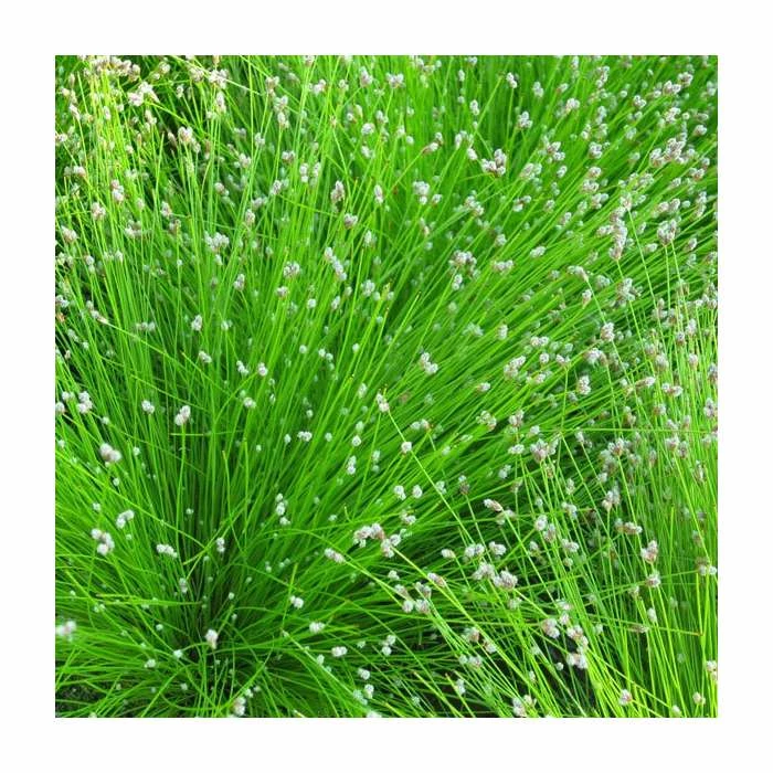 Slender Club Rush | Scirpus cernuus 1 Slender Club Rush | Scirpus cernuus