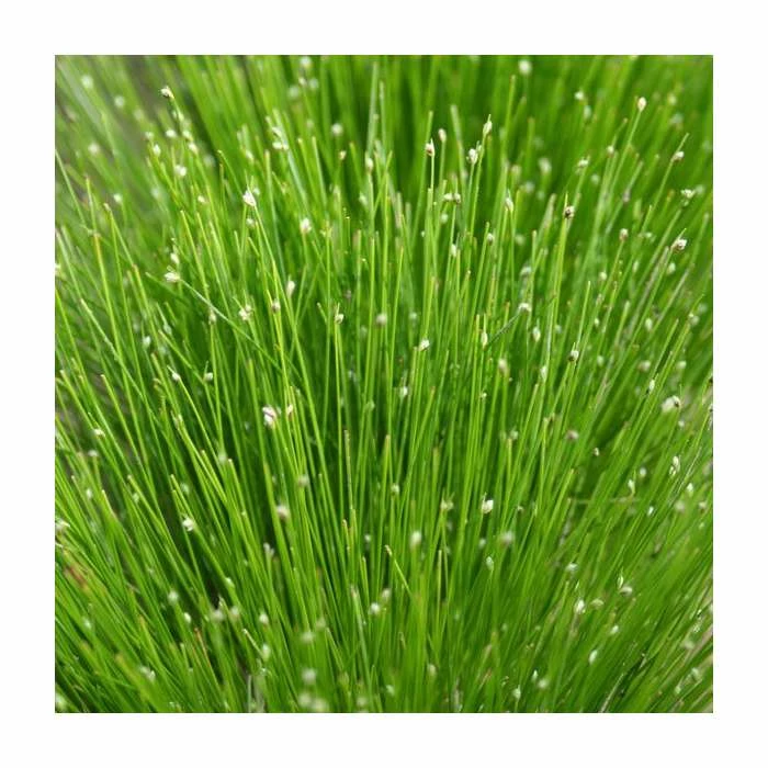 Slender Club Rush | Scirpus cernuus 2 Slender Club Rush | Scirpus cernuus - Image 2