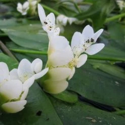 August Plants Shop -August Plants Shop PL0626 rollover image 7a8c