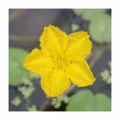 1L Yellow Floating Heart Nymphoides Peltata