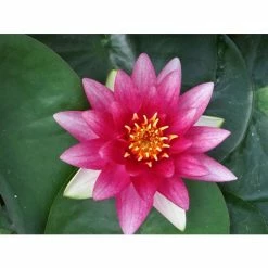 Nymphaea 'Attraction' | Water Lily -August Plants Shop PL0644 add image 2 034e