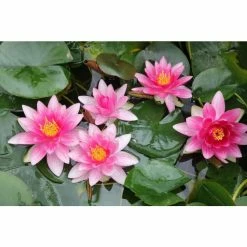 Nymphaea 'Attraction' | Water Lily -August Plants Shop PL0644 add image 3 34ba