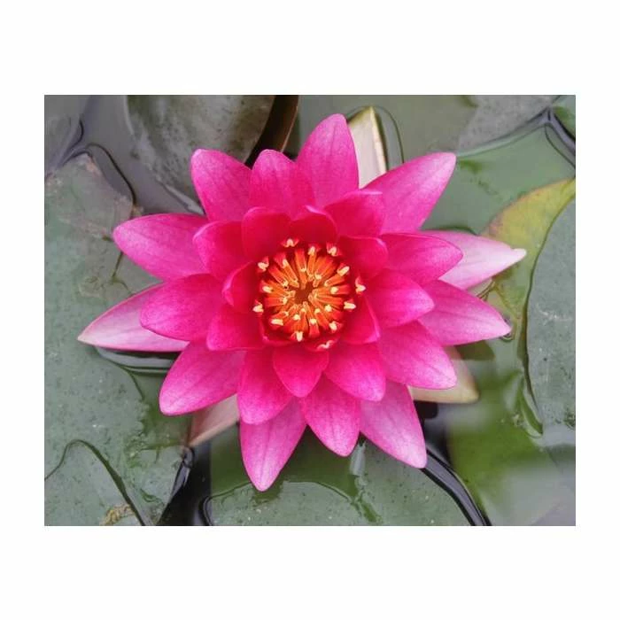 Nymphaea 'Charles De Meurville' | Water Lily 7 Nymphaea 'Charles De Meurville' | Water Lily - Image 7