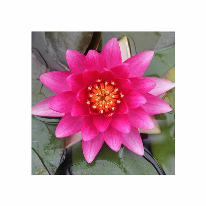 Nymphaea 'Charles De Meurville' | Water Lily 1 Nymphaea 'Charles De Meurville' | Water Lily