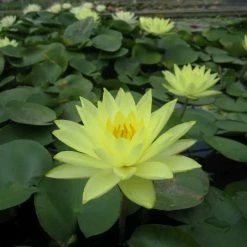 Nymphaea 'Joey Tomocik' | Water Lily -August Plants Shop PL0653 add image 1 c0a8