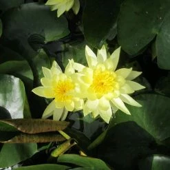 Nymphaea 'Joey Tomocik' | Water Lily -August Plants Shop PL0653 add image 2 8d1a