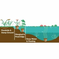 Nymphaea 'Joey Tomocik' | Water Lily -August Plants Shop PL0653 add image 3 aaa9