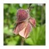 Water Avens | Geum rivale 'Leonard's Variety'